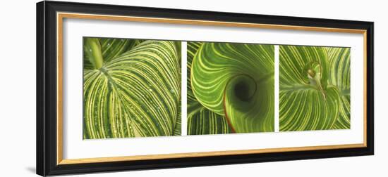 Striped Canna Leaf Triptych-Anna Miller-Framed Photographic Print