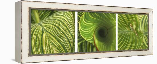 Striped Canna Leaf Triptych-Anna Miller-Framed Premier Image Canvas