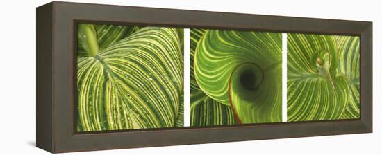 Striped Canna Leaf Triptych-Anna Miller-Framed Premier Image Canvas
