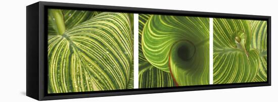 Striped Canna Leaf Triptych-Anna Miller-Framed Premier Image Canvas