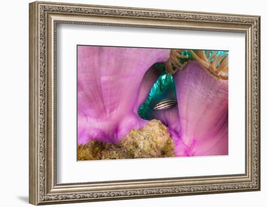 Striped cardinalfish sheltering under sea anemone, Maldives-Alex Mustard-Framed Photographic Print