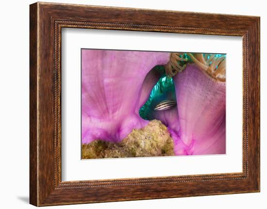 Striped cardinalfish sheltering under sea anemone, Maldives-Alex Mustard-Framed Photographic Print