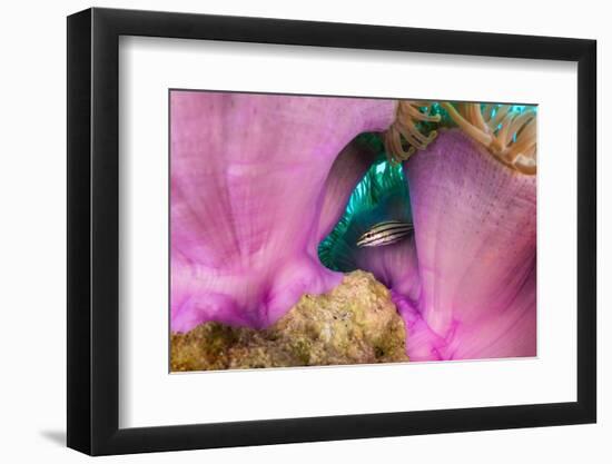 Striped cardinalfish sheltering under sea anemone, Maldives-Alex Mustard-Framed Photographic Print