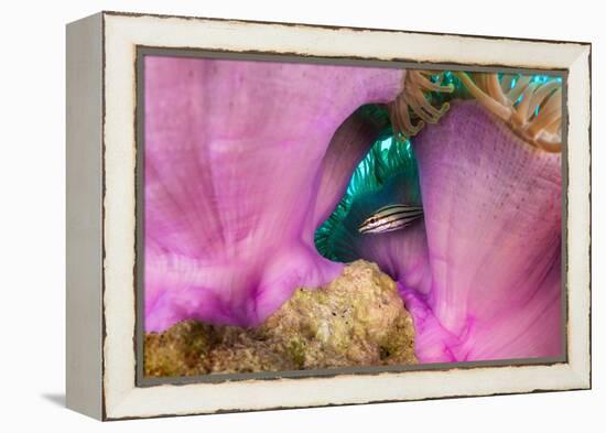 Striped cardinalfish sheltering under sea anemone, Maldives-Alex Mustard-Framed Premier Image Canvas