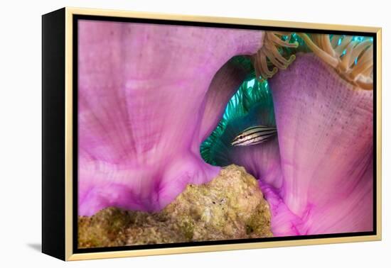 Striped cardinalfish sheltering under sea anemone, Maldives-Alex Mustard-Framed Premier Image Canvas