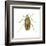 Striped Cucumber Beetle (Acalymma Vittata), Insects-Encyclopaedia Britannica-Framed Art Print