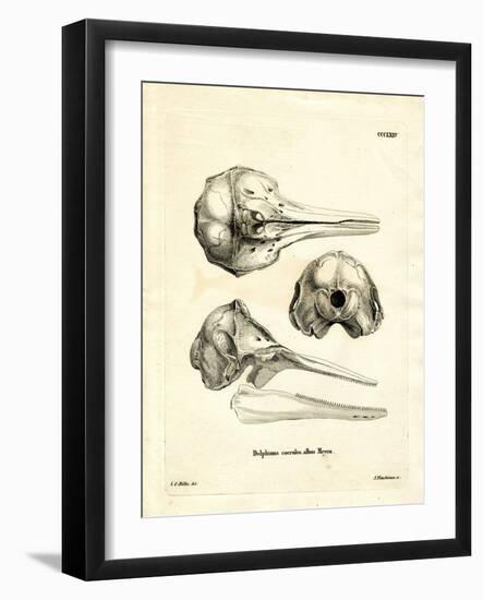 Striped Dolphin Skull-null-Framed Giclee Print