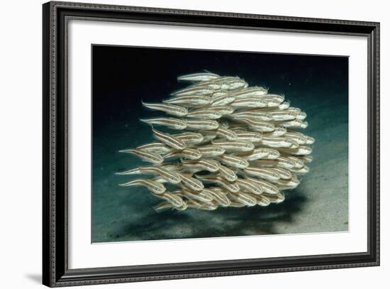 Striped Eel Catfish School (Plotosus Lineatus).-Reinhard Dirscherl-Framed Photographic Print