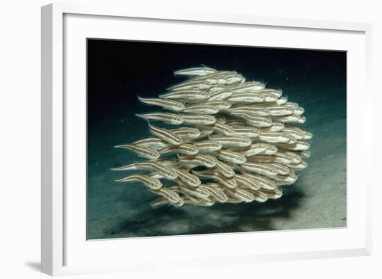 Striped Eel Catfish School (Plotosus Lineatus).-Reinhard Dirscherl-Framed Photographic Print