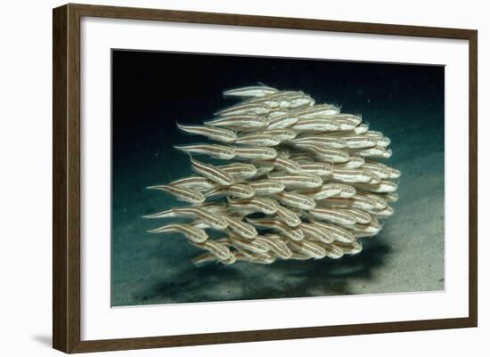 Striped Eel Catfish School (Plotosus Lineatus).-Reinhard Dirscherl-Framed Photographic Print