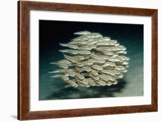 Striped Eel Catfish School (Plotosus Lineatus).-Reinhard Dirscherl-Framed Photographic Print