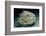 Striped Eel Catfish School (Plotosus Lineatus).-Reinhard Dirscherl-Framed Photographic Print