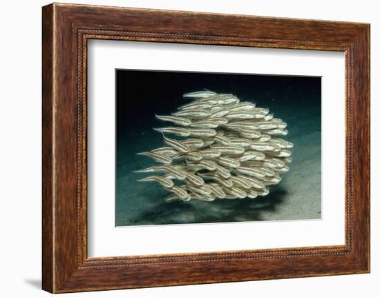 Striped Eel Catfish School (Plotosus Lineatus).-Reinhard Dirscherl-Framed Photographic Print