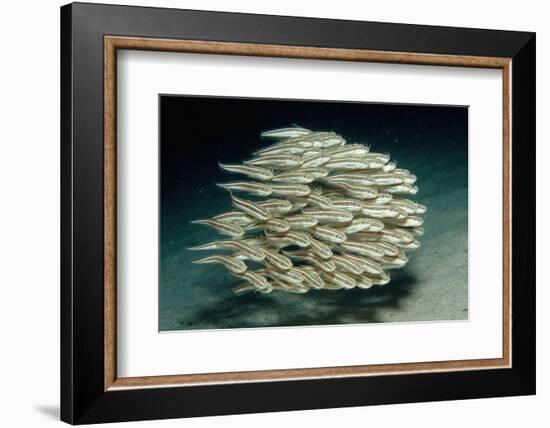 Striped Eel Catfish School (Plotosus Lineatus).-Reinhard Dirscherl-Framed Photographic Print