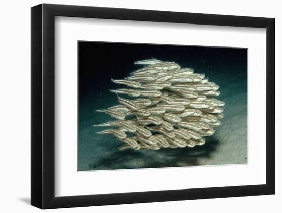 Striped Eel Catfish School (Plotosus Lineatus).-Reinhard Dirscherl-Framed Photographic Print