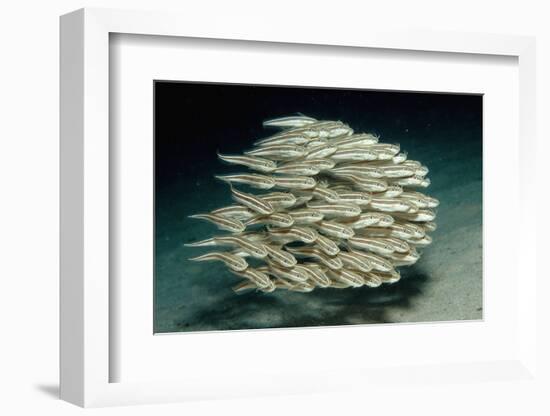 Striped Eel Catfish School (Plotosus Lineatus).-Reinhard Dirscherl-Framed Photographic Print