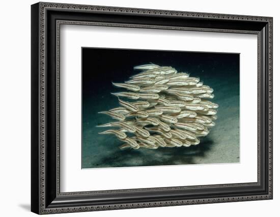 Striped Eel Catfish School (Plotosus Lineatus).-Reinhard Dirscherl-Framed Photographic Print