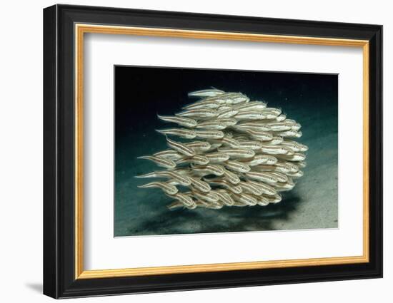 Striped Eel Catfish School (Plotosus Lineatus).-Reinhard Dirscherl-Framed Photographic Print