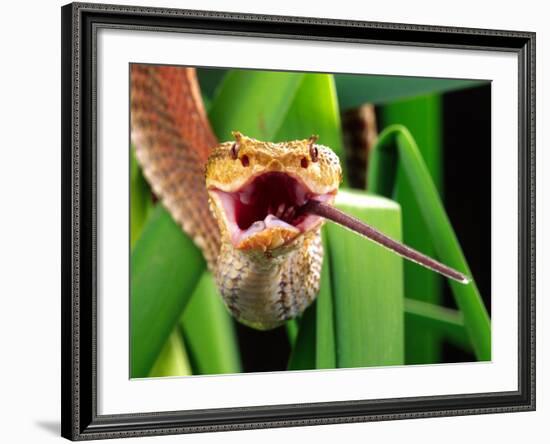 Striped Eyelash Viper-David Northcott-Framed Photographic Print