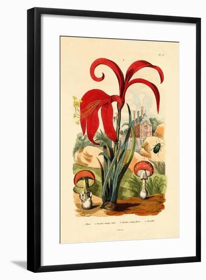 Striped Flea Beetle, 1833-39-null-Framed Giclee Print