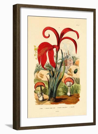 Striped Flea Beetle, 1833-39-null-Framed Giclee Print