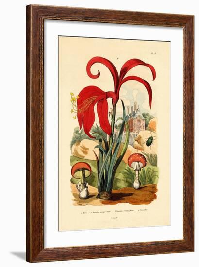 Striped Flea Beetle, 1833-39-null-Framed Giclee Print