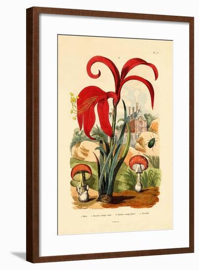 Striped Flea Beetle, 1833-39-null-Framed Giclee Print