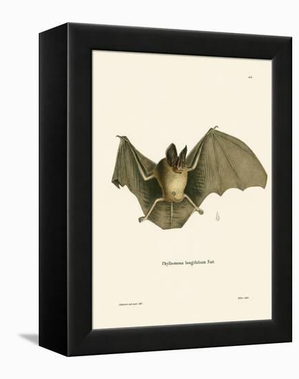 Striped Hairy-Nosed Bat-null-Framed Premier Image Canvas