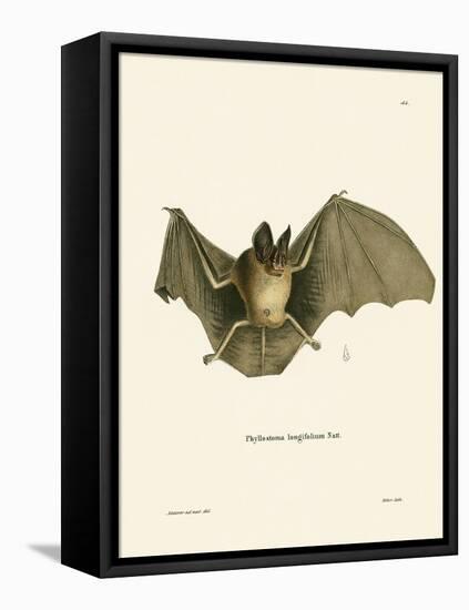 Striped Hairy-Nosed Bat-null-Framed Premier Image Canvas