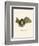 Striped Hairy-Nosed Bat-null-Framed Giclee Print