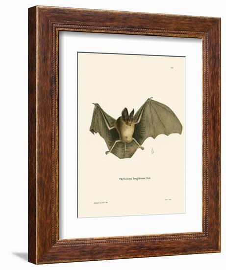 Striped Hairy-Nosed Bat-null-Framed Giclee Print