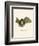 Striped Hairy-Nosed Bat-null-Framed Giclee Print