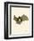 Striped Hairy-Nosed Bat-null-Framed Giclee Print