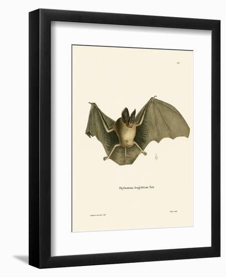 Striped Hairy-Nosed Bat-null-Framed Giclee Print