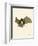 Striped Hairy-Nosed Bat-null-Framed Giclee Print