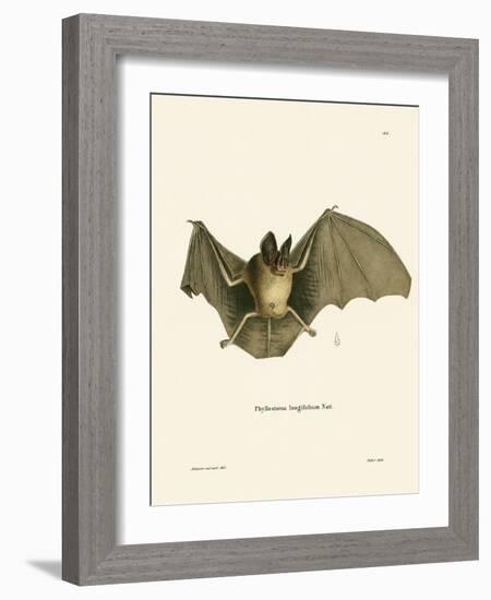 Striped Hairy-Nosed Bat-null-Framed Giclee Print