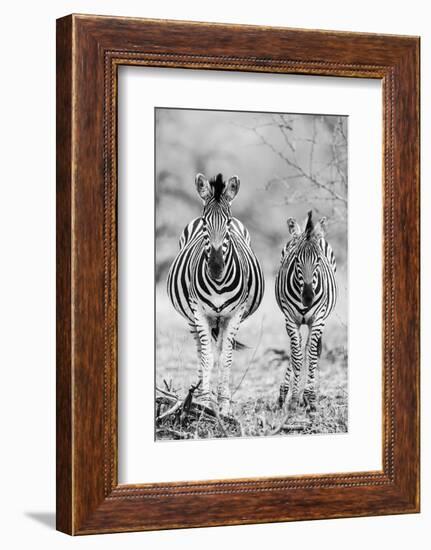 Striped Horse Front On-Shot by Clint-Framed Photographic Print