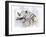 Striped Hyaena, 2010-Mark Adlington-Framed Giclee Print