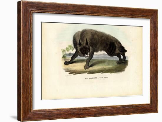 Striped Hyena, 1863-79-Raimundo Petraroja-Framed Giclee Print