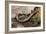 Striped Illipede In Leaf Litter-Paul Harcourt Davies-Framed Photographic Print