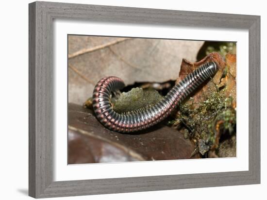 Striped Illipede In Leaf Litter-Paul Harcourt Davies-Framed Photographic Print