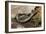 Striped Illipede In Leaf Litter-Paul Harcourt Davies-Framed Photographic Print