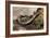 Striped Illipede In Leaf Litter-Paul Harcourt Davies-Framed Photographic Print