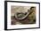 Striped Illipede In Leaf Litter-Paul Harcourt Davies-Framed Photographic Print