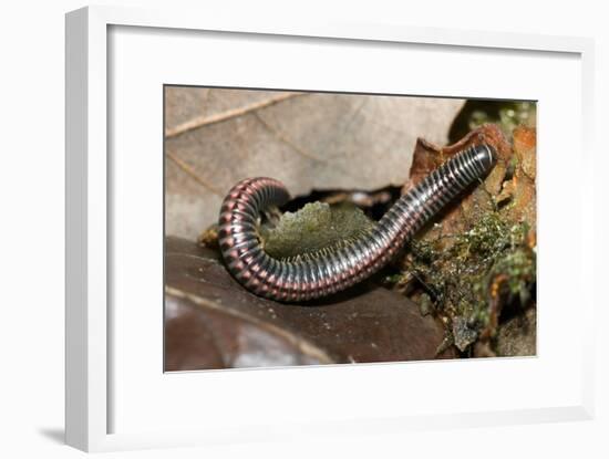 Striped Illipede In Leaf Litter-Paul Harcourt Davies-Framed Photographic Print