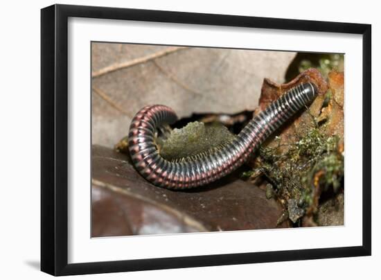 Striped Illipede In Leaf Litter-Paul Harcourt Davies-Framed Photographic Print