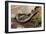 Striped Illipede In Leaf Litter-Paul Harcourt Davies-Framed Photographic Print