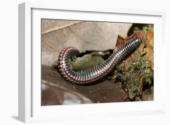 Striped Illipede In Leaf Litter-Paul Harcourt Davies-Framed Photographic Print