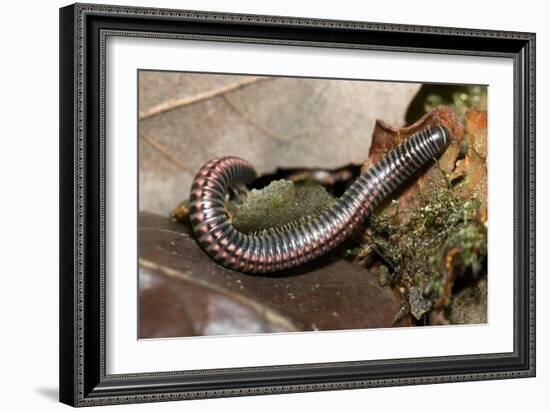 Striped Illipede In Leaf Litter-Paul Harcourt Davies-Framed Photographic Print