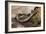 Striped Illipede In Leaf Litter-Paul Harcourt Davies-Framed Photographic Print